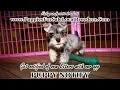 MINI SCHNAUZER PUPPIES FOR SALE GEORGIA LOCAL BREEDERS GWINNETT COUNTY GA