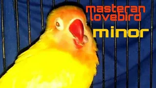 Download Masteran love bird minor MP3