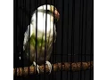 Lagu Suara Kicau Burung LOVEBIRD untuk Pancingan durasi pendek