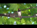 Lisa (2025 Remaster) | Relaxing Morning Music for Wake Up Meditation | Ocb Relax