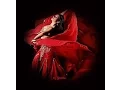 Download Lagu Encanto Cigano - Chei Chovorriho (Gypsy Dance - Tema da Novela Explode Coração)
