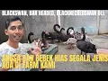 Download Lagu SEGALA JENIS ANGSA \u0026 BEBEK HIAS ADA DI FARM KAMI ‼️ BLACKSWAN, BAR HEADED, BLACK NECKED SWAN DLL