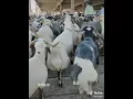 Download Lagu Kambing goyang