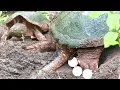 Download Lagu Snapping Turtle Laying Eggs