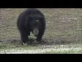 Sloth bear attacking spotted deer