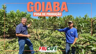 Como Fazer Poda de Produção na Goiabeira?