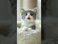 Download Lagu Cute Kitten sing I Love You. Funny Cat singing AI #lipsync #Viral #Brainrot #funnycat #fyp #fypage