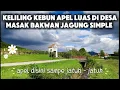 Download Lagu Perkebunan Apel super luas di desa kita mumpung cuaca hari ini cerah dan hangat