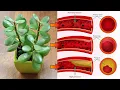 Download Lagu Top 7 Jade Plant Benefits that You Should Know