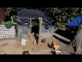 Watching The Chickens Do Their Thing Is 1 of My Favorite Passtime