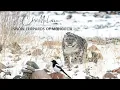 Snow Leopards of Mongolia - Chris McLennan Photo Expedition