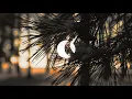 Nico Morano feat. Jinadu - Solaris (Sabb Radiant Mix)
