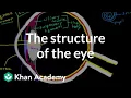 The structure of the eye Processing the Environment MCAT Khan Academy