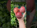 Download Lagu Hoe kies je het juiste fruit? #fruit #tropischfruit #passievrucht