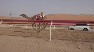 الشوط   هملولو ل  خليفه الكندي مصبح المرر توقيت         دندنها