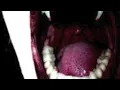 Lovage-Stroker Ace (cover)
