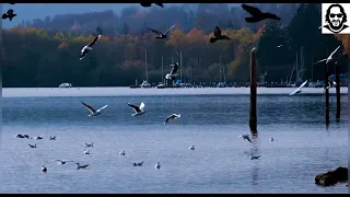 علموني عنيكي محمد منير Music Cover Mohamed Mounir Music Musicvideo 