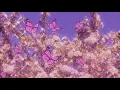 Slayyyter - Butterflies (extended)