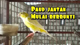 Download suara ngeriwik kasar kenari paud usia 3,5 bulan MP3