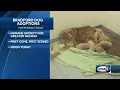 Dogs seized during investigation now available for adoption