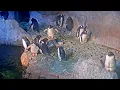 Penguin Cam Live Pittsburgh Zoo PPG Aquarium Webcam