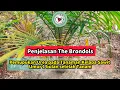 Download Lagu Penjelasan The Brondols: Pemupukan Urea pada Tanaman Kelapa Sawit Umur 1 bulan setelah Tanam