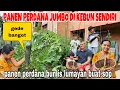 Download Lagu PANEN PERDANA BUNCIS \u0026ZUCCHINI JUMBO DI KEBUN SENDIRI ‼️