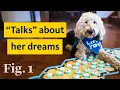 Is Bunny the talking dog legit Here s what science says