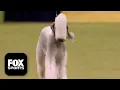 The Terrier Group 2026 Westminster Dog Show