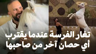 تغار هذه الفرسة عندما يقترب أي حصان آخر من صاحبها دندنها