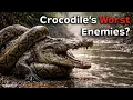 6 Snakes That Can Kill a Crocodile Easily