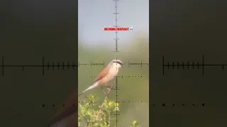 صيد طائر الص رد الضر ب او القرقفان  ببندقية هوائية                                         دندنها