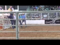 Matagorda County Fair 2015 Wild Cow Saddling
