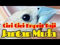 Download Lagu Ciri burung emprit kaji jantan anakan @Budy tk.