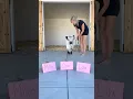 Baby cow chooses her forever name