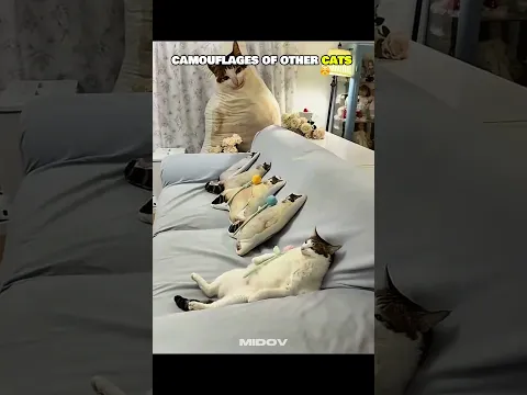 Cat Camouflage 🗿