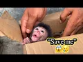 Rescued Baby Monkey s First Day Home She s Afraid of Being Abandoned Again