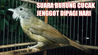 Download SUARA CUCAK JENGGOT GACOR DI PAGI HARI MP3