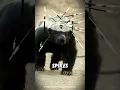 Why Honey Badgers Don t Care