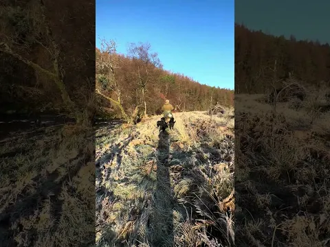 Nice walk to work! #dog #hunting #gundog