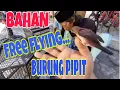 Download Lagu CARA MELATIH BURUNG PIPIT FREE FLYING || Ketalatenan dan kecintaan pada burung