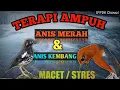 Download Lagu TERAPI ANIS MERAH / ANIS KEMBANG #macet #stress #bahan Dengan Kemercik Air Pegunungan mengalir