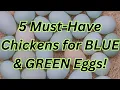 Top 5 Chickens That Lay Blue Green Eggs Must-Have Breeds for Colorful Eggs