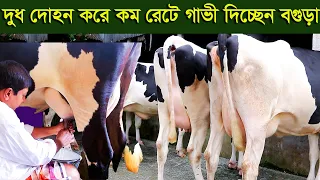 বগুড়ার খামারী দুধ দোহন করে কম রেটে ভালো গাভী দিচ্ছেন dairy farm