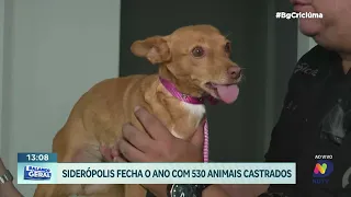 Siderópolis encerra ano com mais de 500 animais castrados