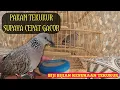 Download Lagu Pakan Tekukur Supaya Cepat Gacor