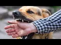 Download Lagu || Waarom is liefde voor huisdieren schadelijk? ||