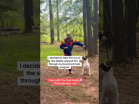 Rescue Dog Rehab
