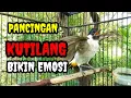 Download Lagu Suara burung kutilang gacor Pancingan kutilang agar nyaut