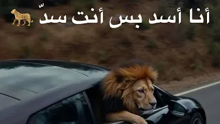 محمد البصيلي أنا أسد بس أنت سد 
